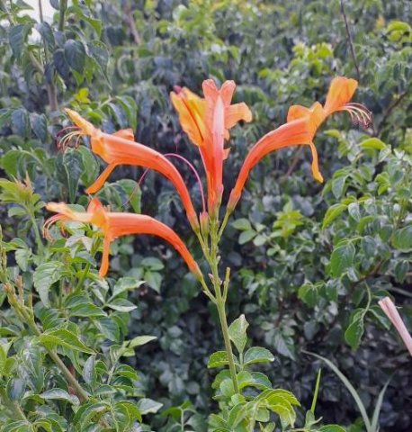 Tecomaria capensis slender orange corollas